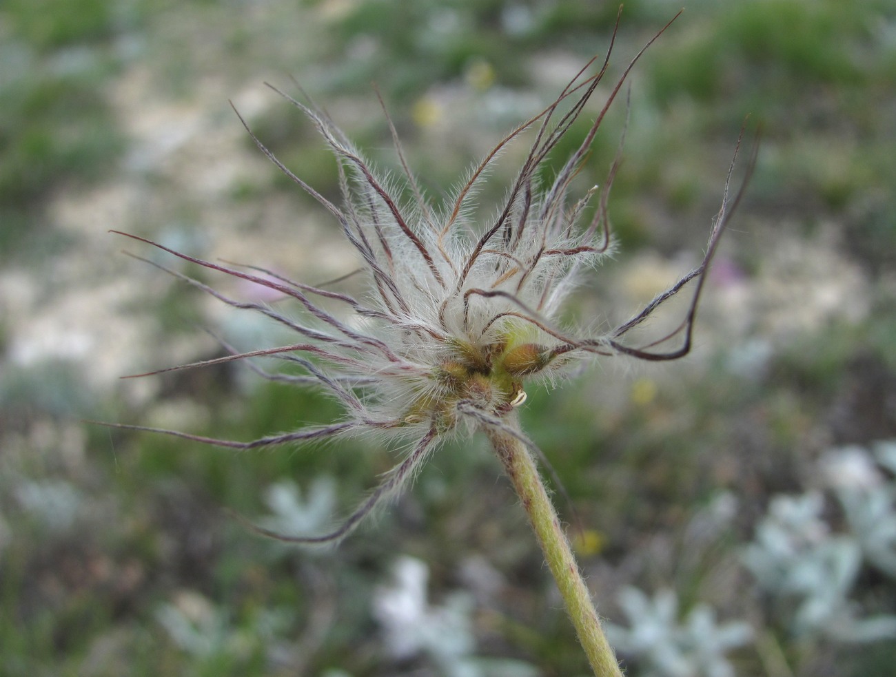 Изображение особи Pulsatilla albana.