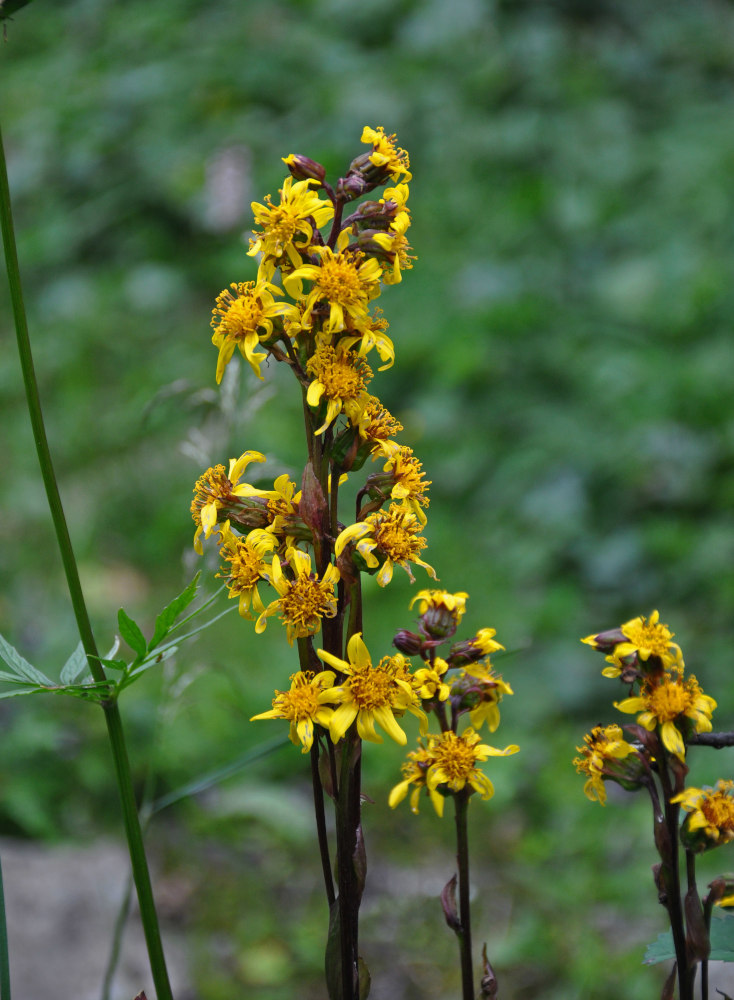 Image of Ligularia sibirica specimen.