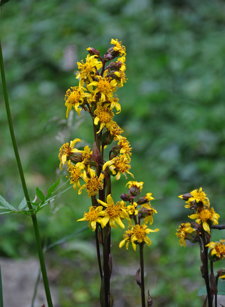 Изображение особи Ligularia sibirica.