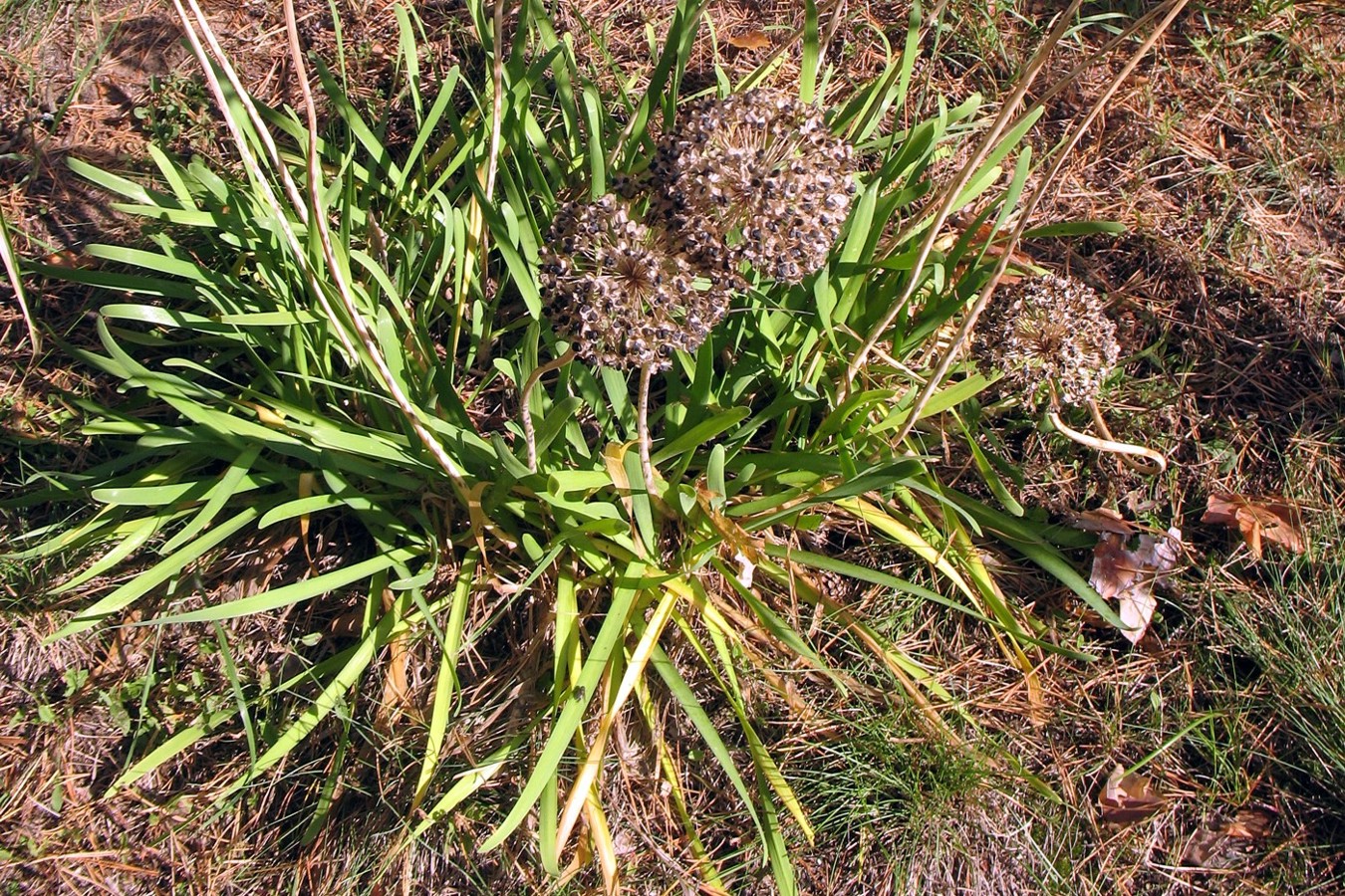 Image of Allium nutans specimen.