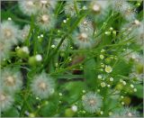Conyza canadensis. Побеги с соцветиями и соплодиями в верхней части растения. Чувашия, г. Шумерля, берег р. Сура выше Наватских песков. 24 июля 2010 г.