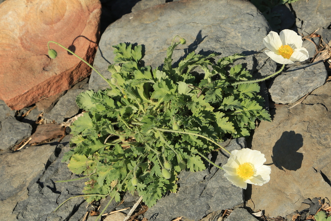 Image of Papaver sokolovskajae specimen.