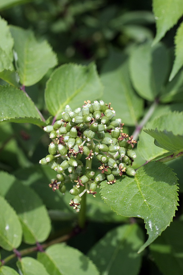 Image of Sambucus sibirica specimen.