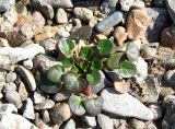 Cochlearia officinalis