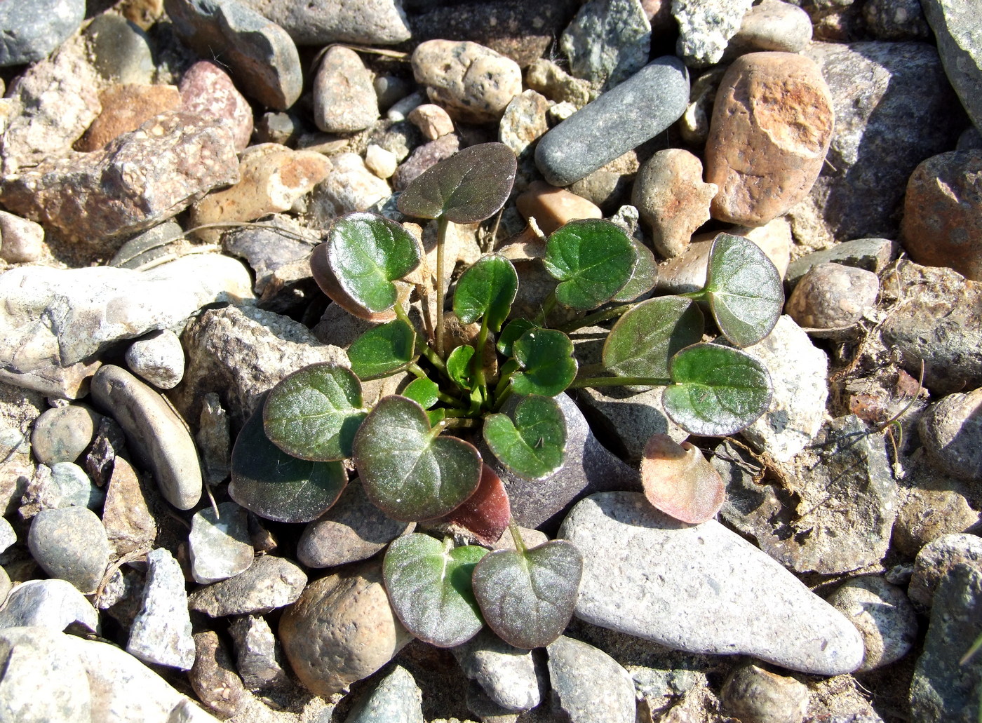 Изображение особи Cochlearia officinalis.