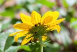 Helianthus debilis