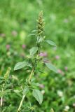 Amaranthus retroflexus