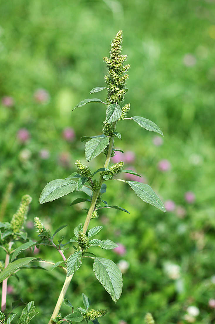 Изображение особи Amaranthus retroflexus.