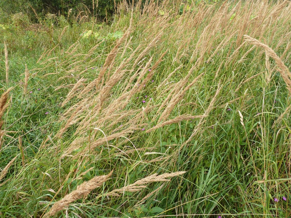 Image of Calamagrostis epigeios specimen.