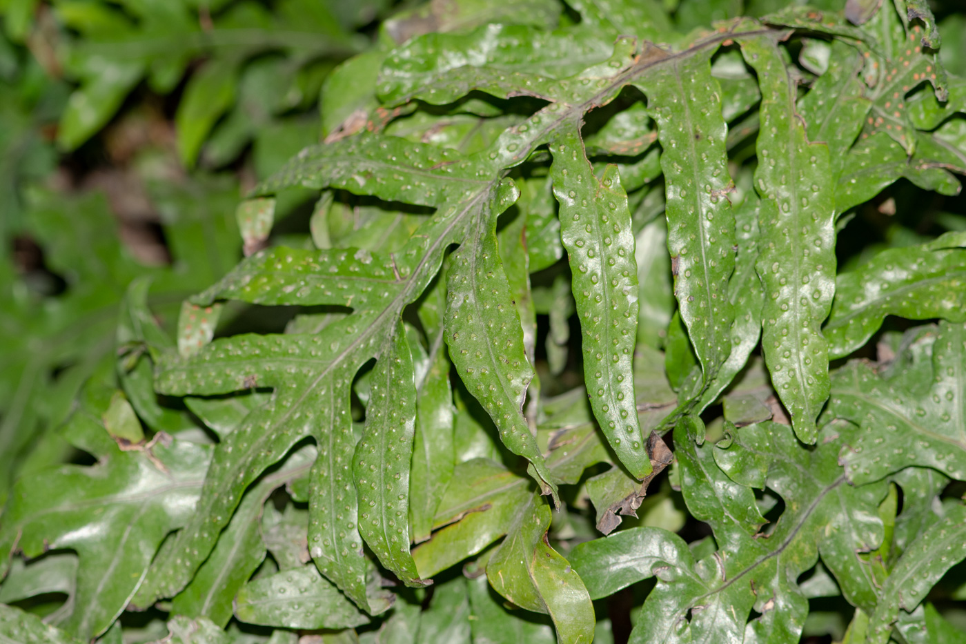 Image of familia Polypodiaceae specimen.