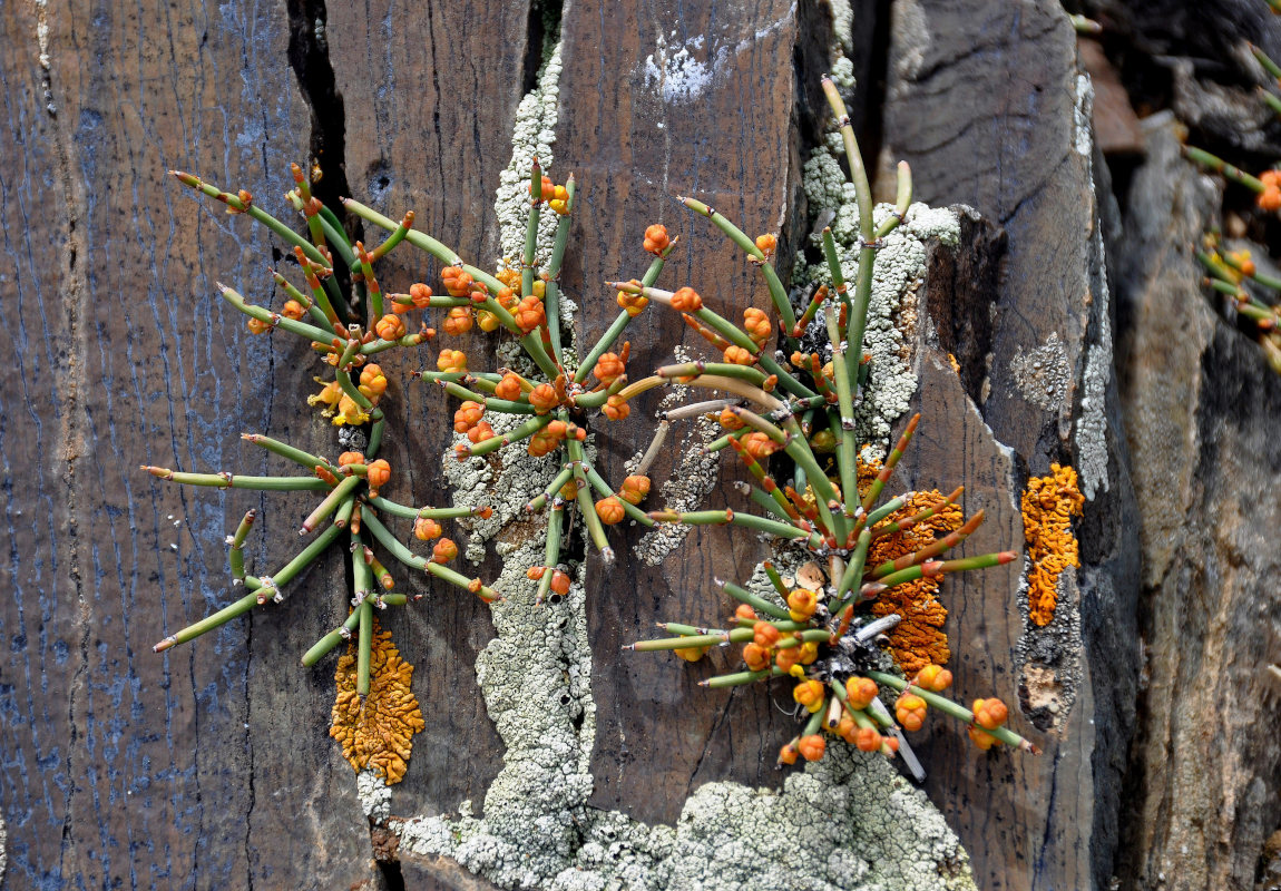 Image of genus Ephedra specimen.