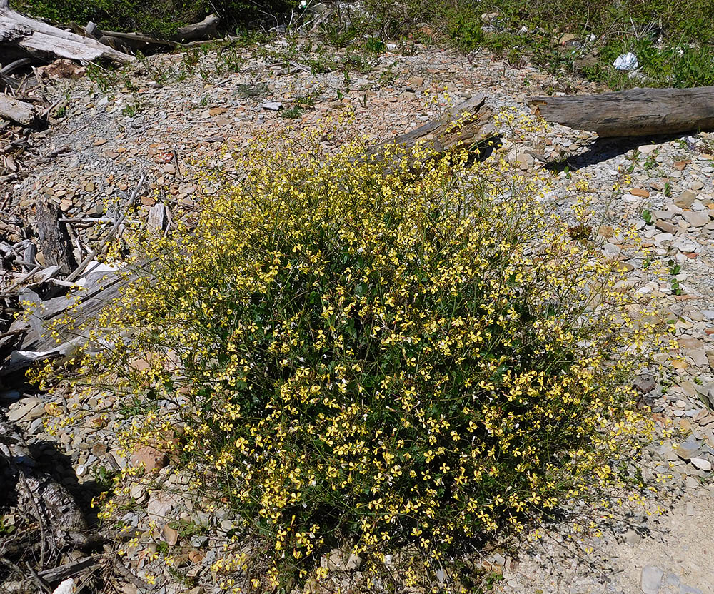 Image of Raphanus maritimus specimen.