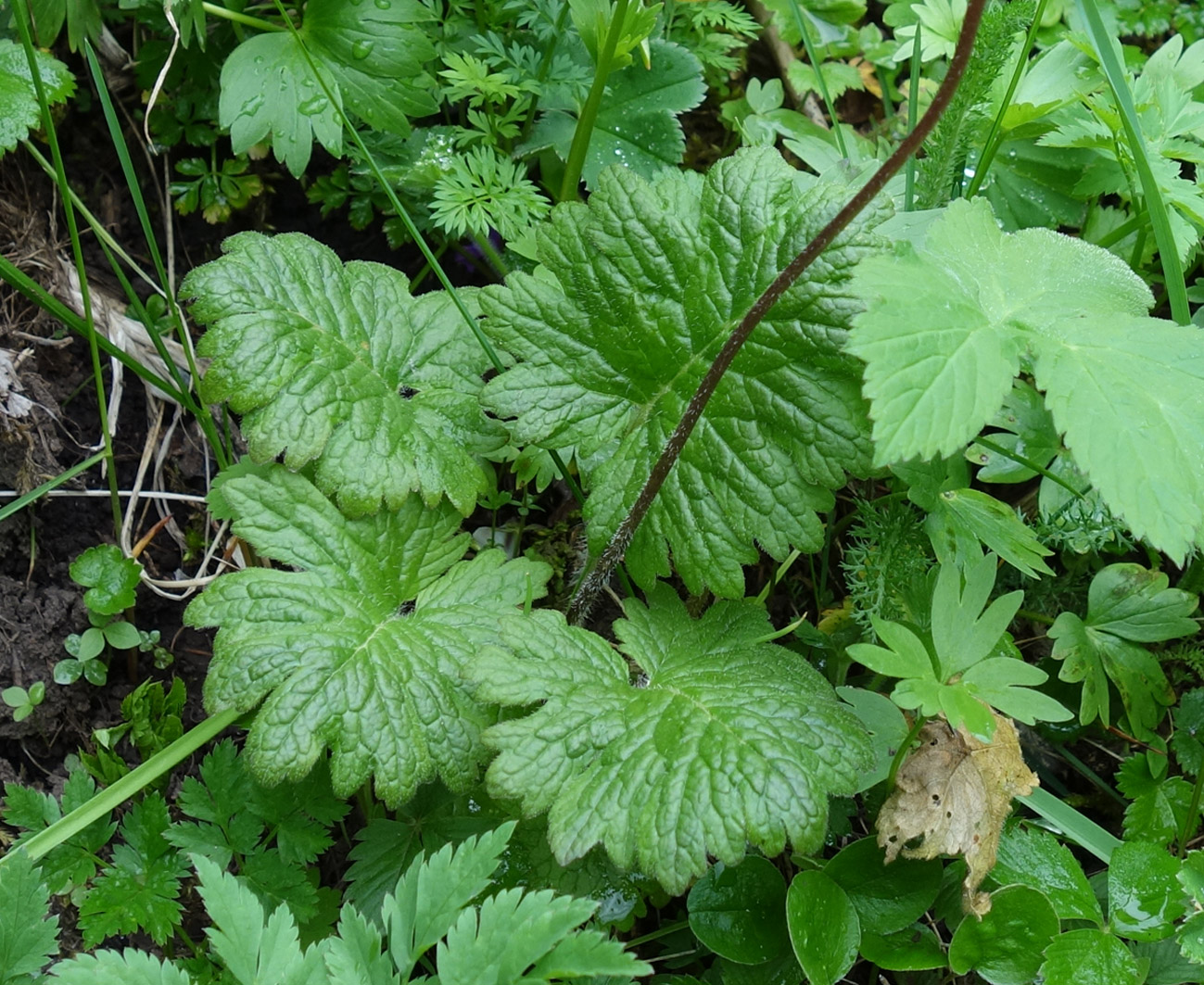 Image of Primula kaufmanniana specimen.