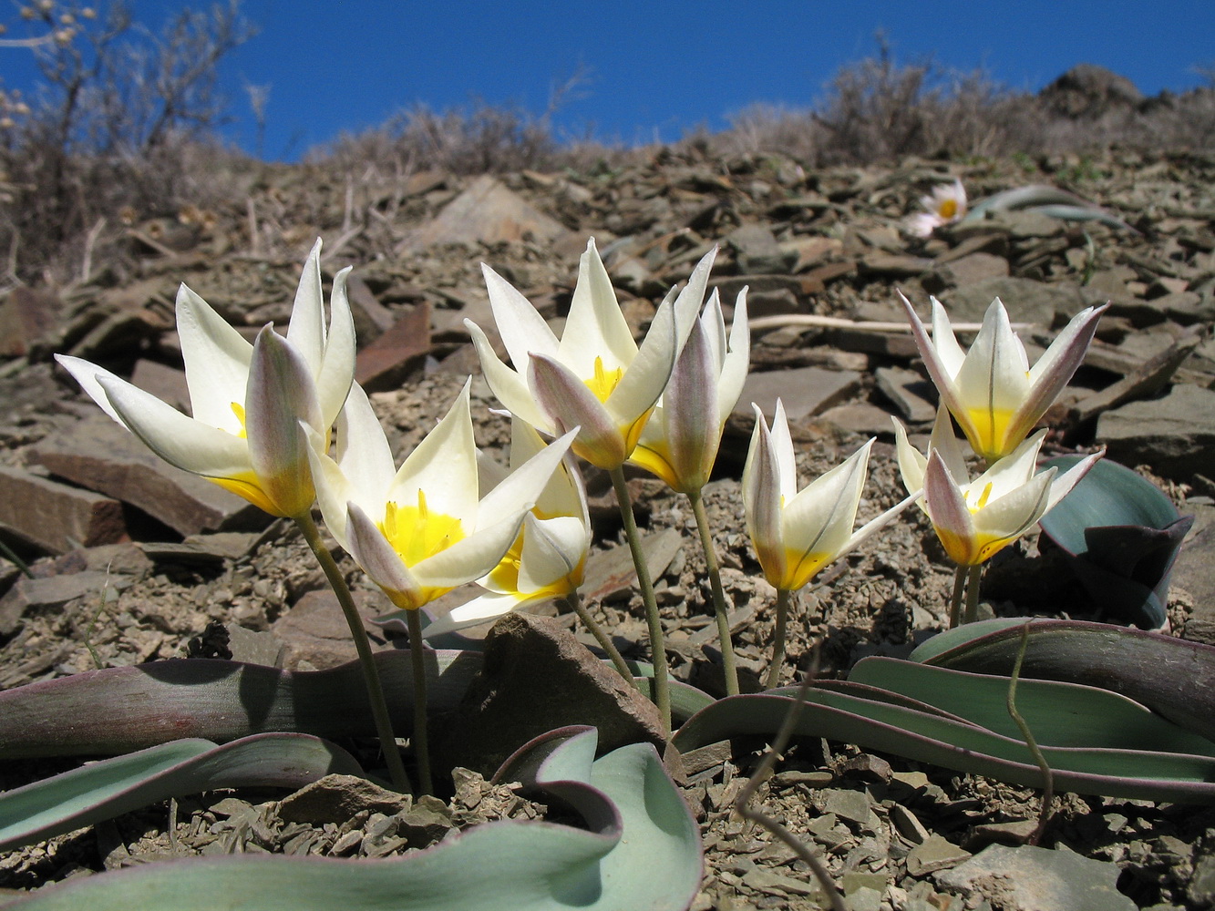 Изображение особи Tulipa orthopoda.