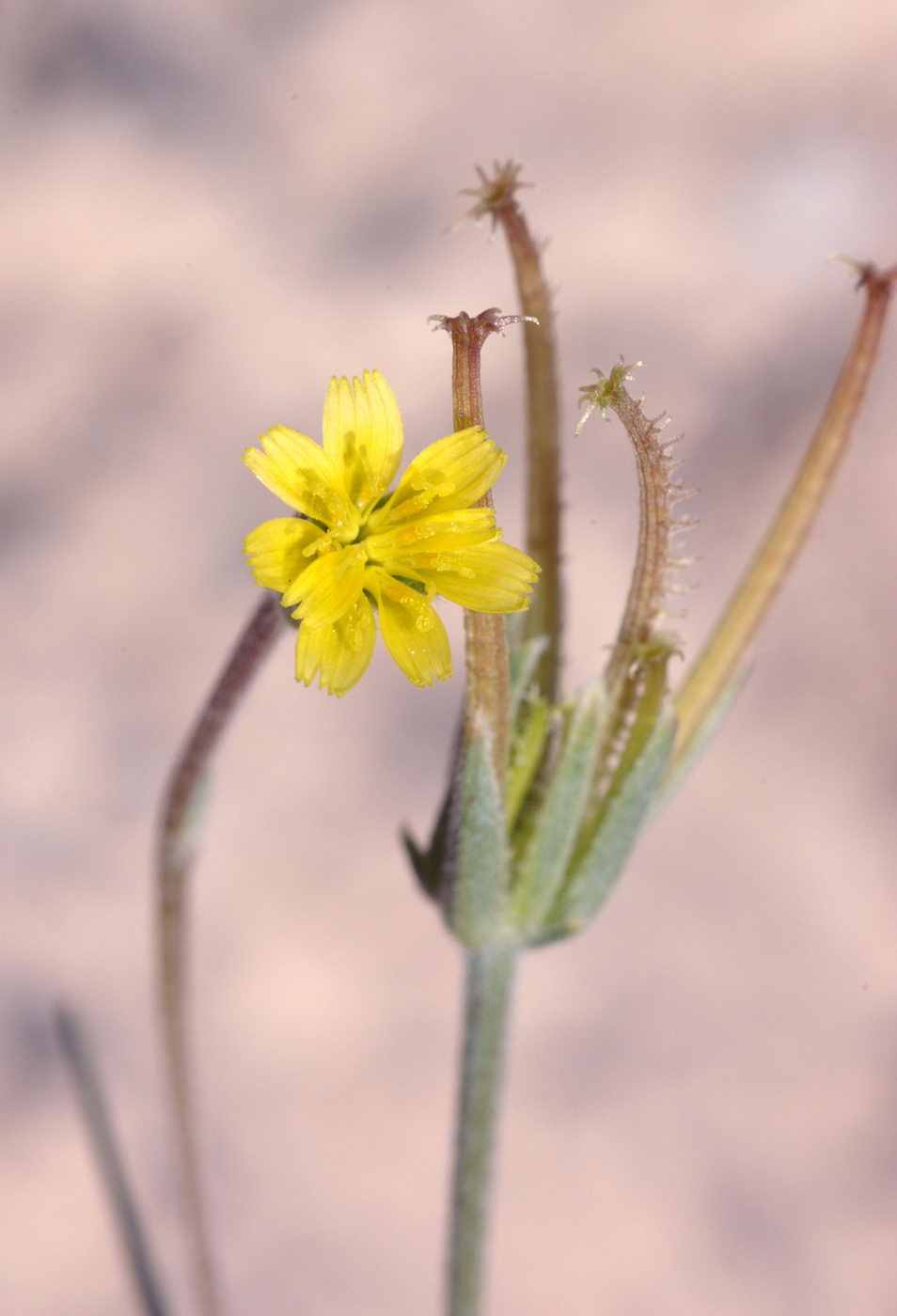 Image of Koelpinia tenuissima specimen.