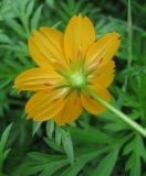 Cosmos sulphureus. Соцветие (вид со стороны обёртки). Крым, Симферополь (в культуре). 5 июля 2010 г.