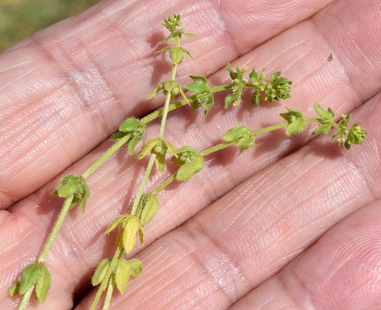 Image of Cruciata pedemontana specimen.