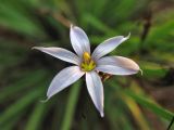 Sisyrinchium mucronatum