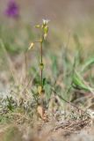 genus Cerastium