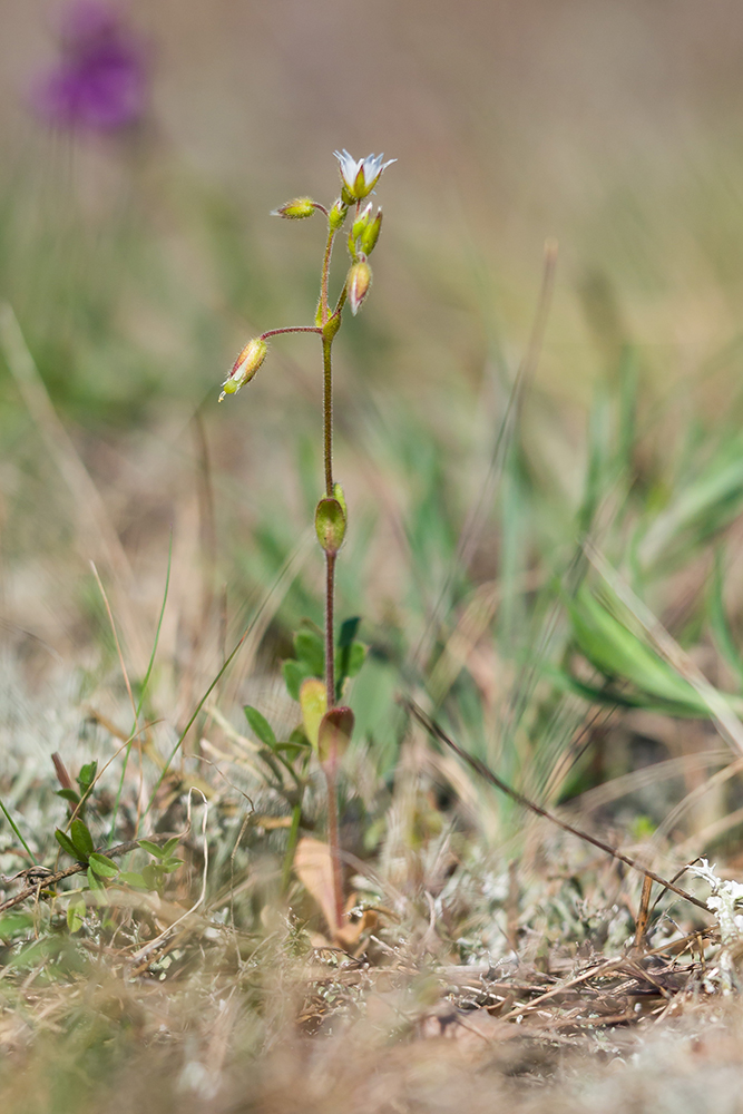 Image of genus Cerastium specimen.