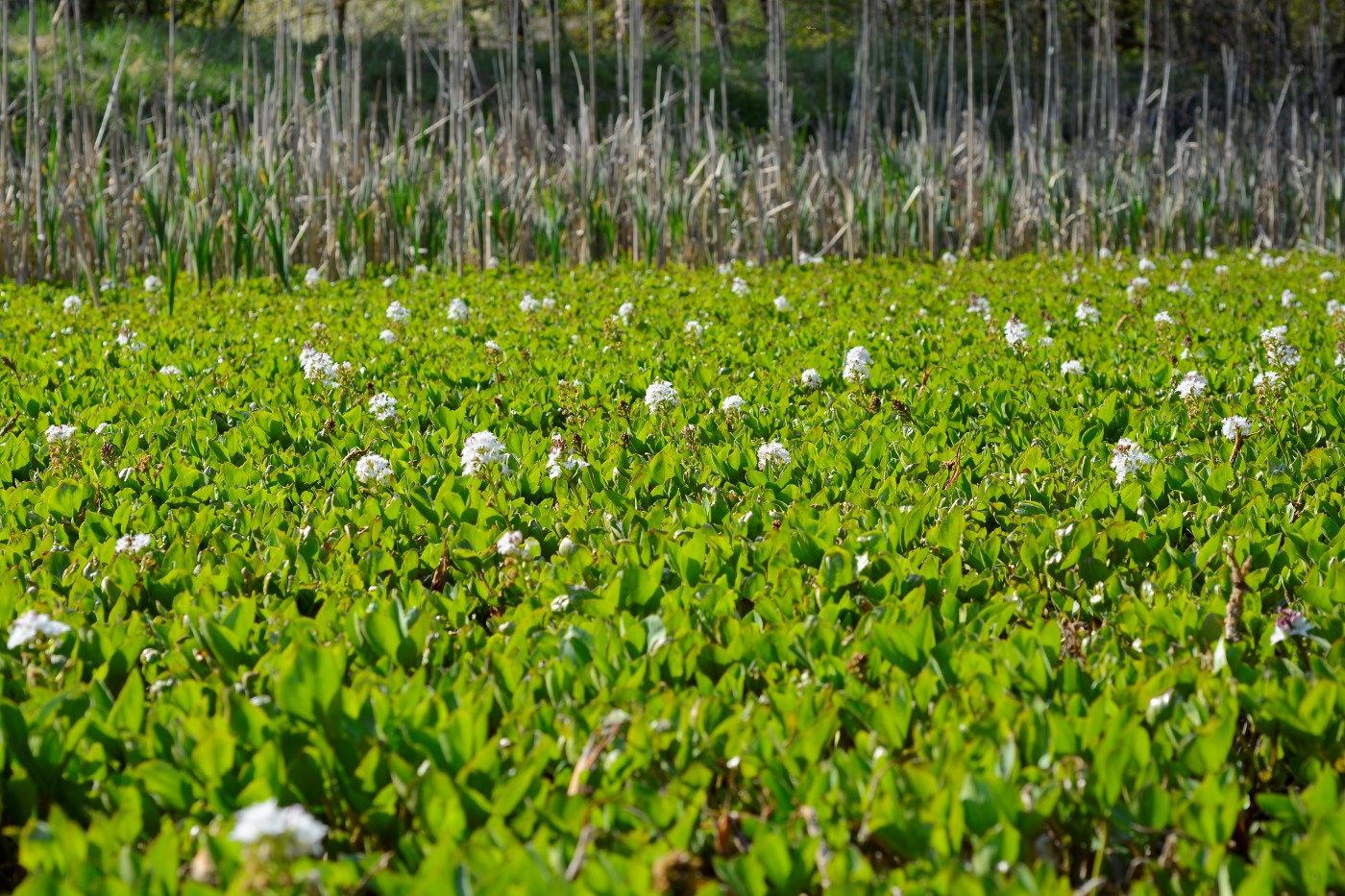 Image of Menyanthes trifoliata specimen.