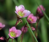 Saxifraga &times; arendsii