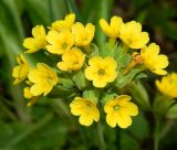 Primula veris. Соцветие. Подмосковье, окр. г. Одинцово, берёзовая роща. Май 2020 г.