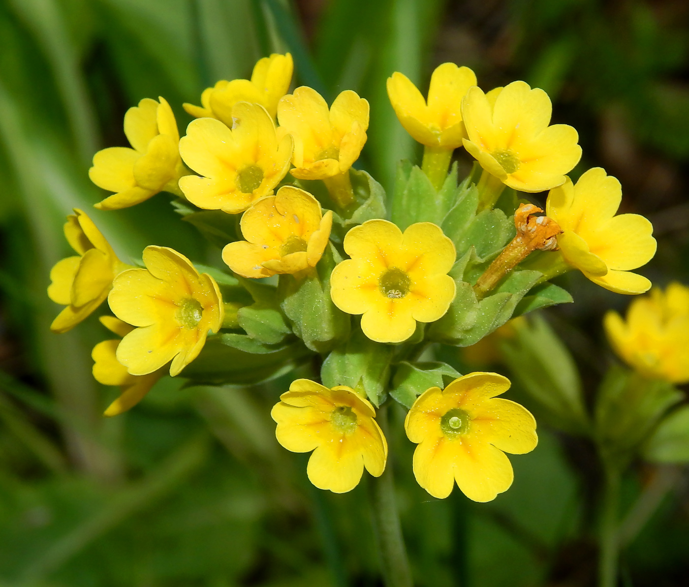 Изображение особи Primula veris.