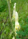 Aconitum crassifolium. Часть соцветия. Хабаровский край, окр. пгт Ванино, р-н ост. \"Пожарка\", поляна на краю леса. 18.07.2019.