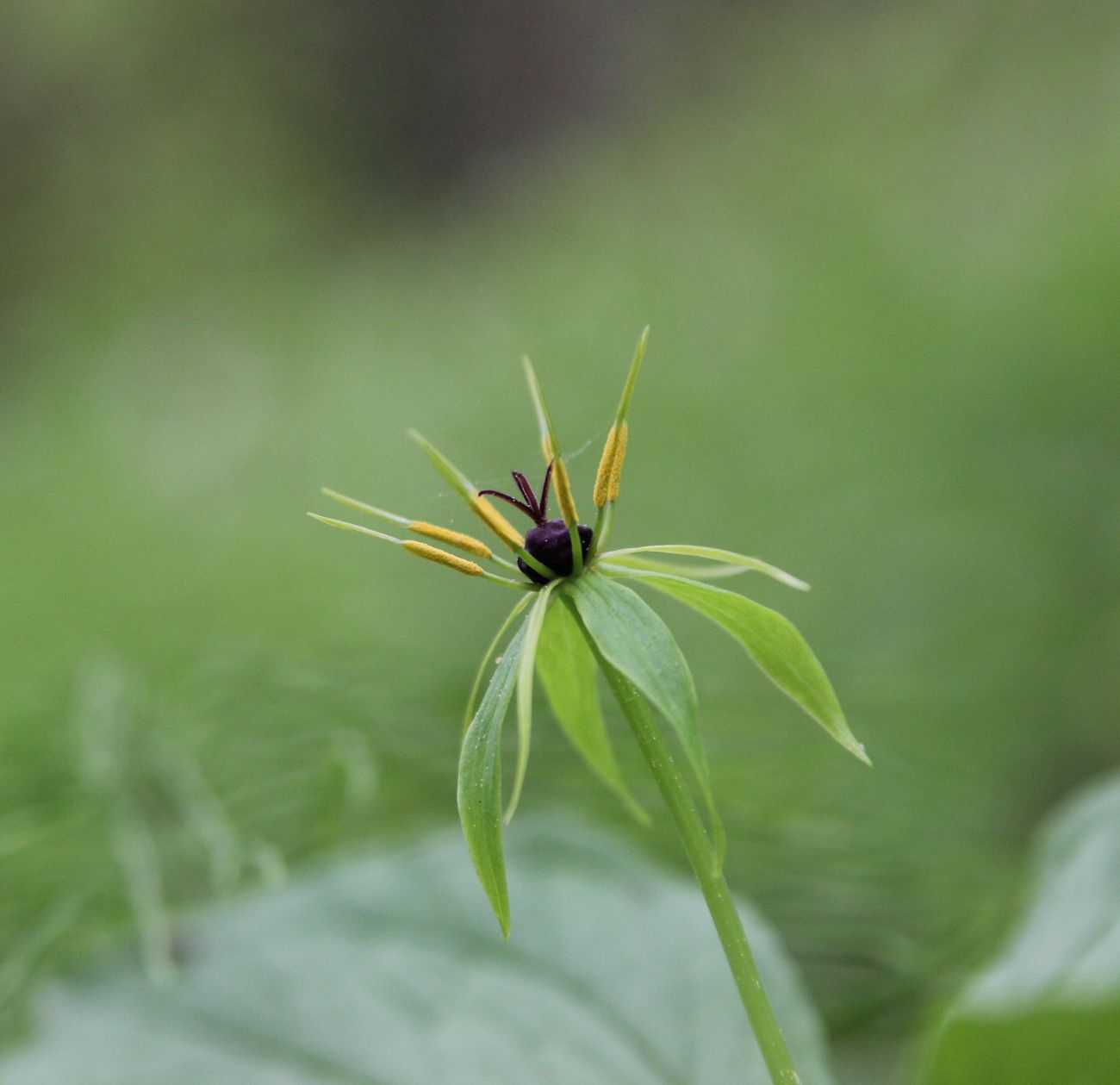 Image of Paris quadrifolia specimen.