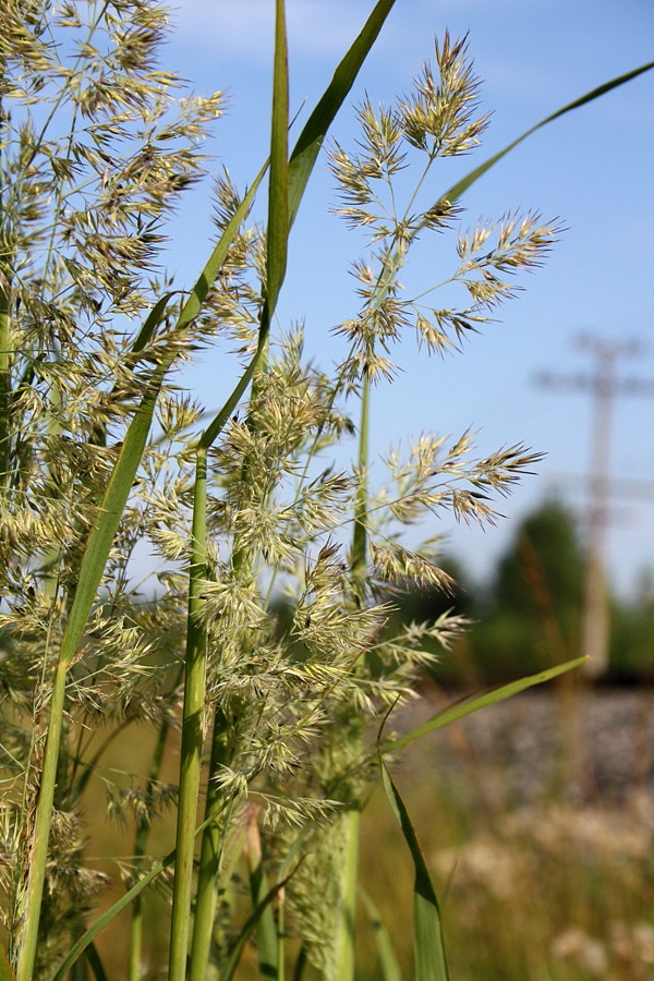 Изображение особи Calamagrostis epigeios.