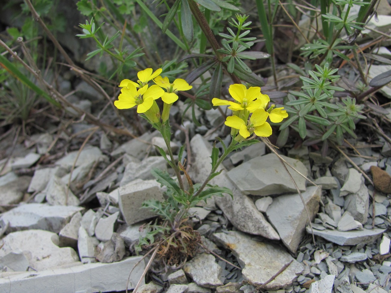 Image of Erysimum callicarpum specimen.