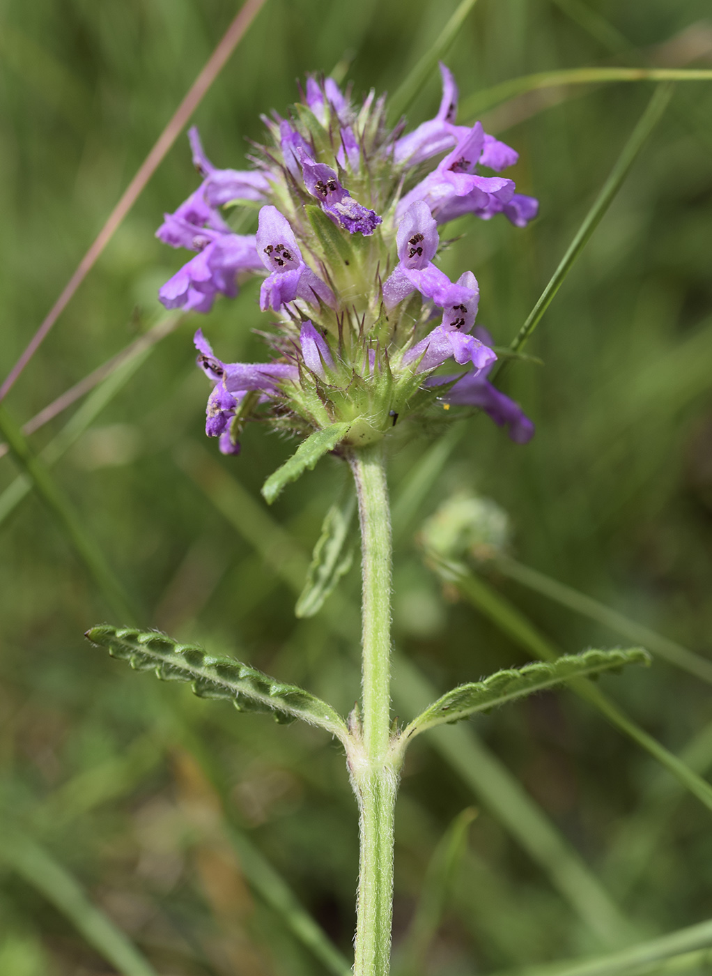 Изображение особи Betonica officinalis.