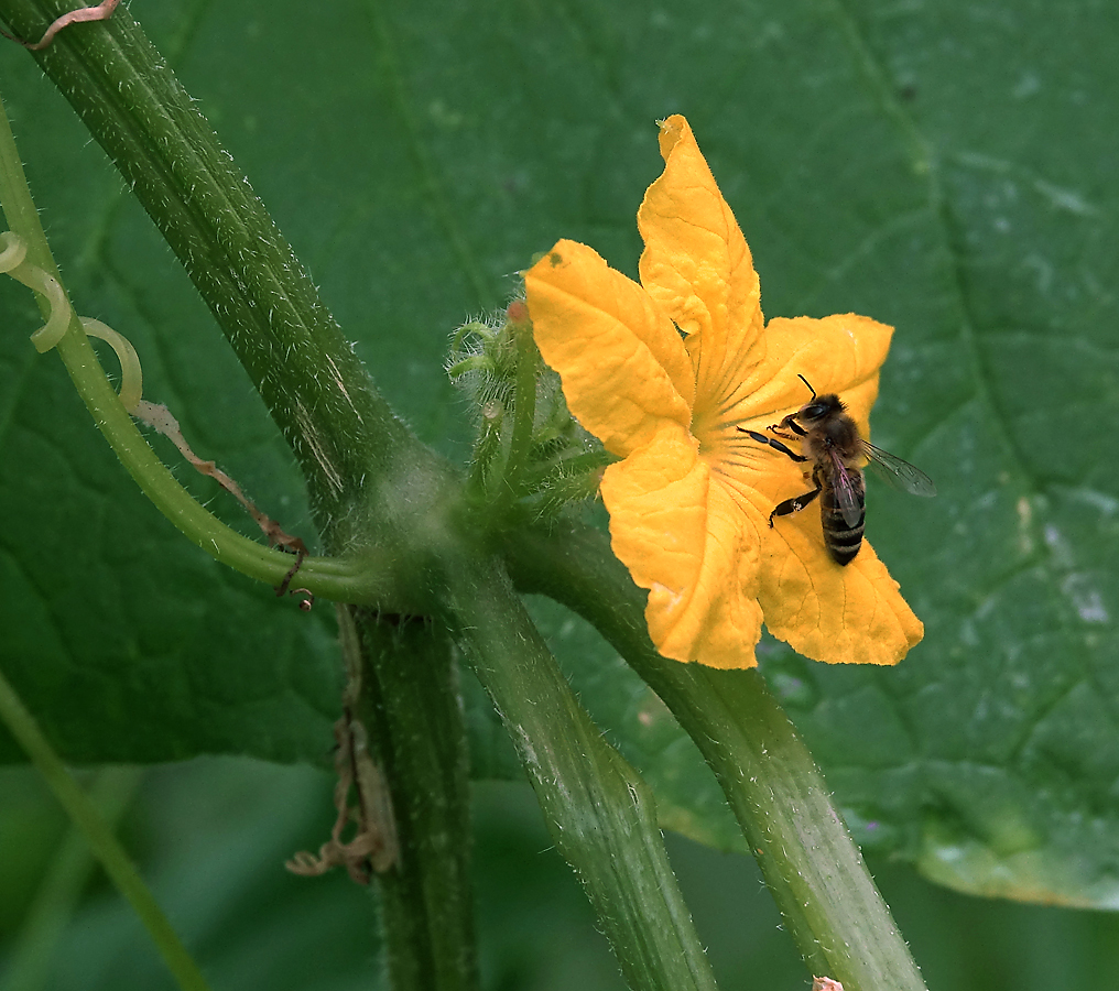 Изображение особи Cucumis sativus.