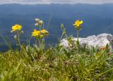 Helianthemum buschii. Цветущее растение. Краснодарский край, Апшеронский р-н, гора Черногор, платообразная вершина, ≈ 1750 м н.у.м., карст. 27.06.2020.