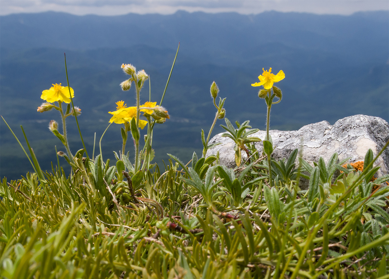 Изображение особи Helianthemum buschii.