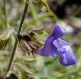 Salvia ringens. Цветок. Греция, гора Олимп. 07.09.2010.