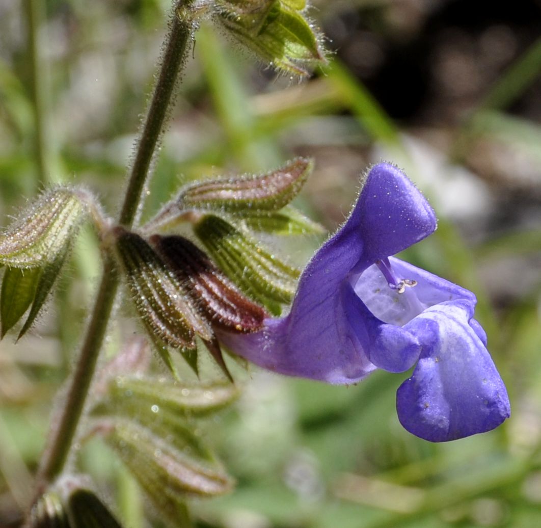 Image of Salvia ringens specimen.