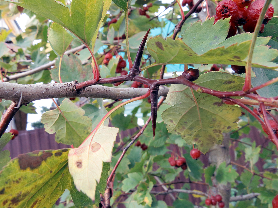 Изображение особи Crataegus maximowiczii.