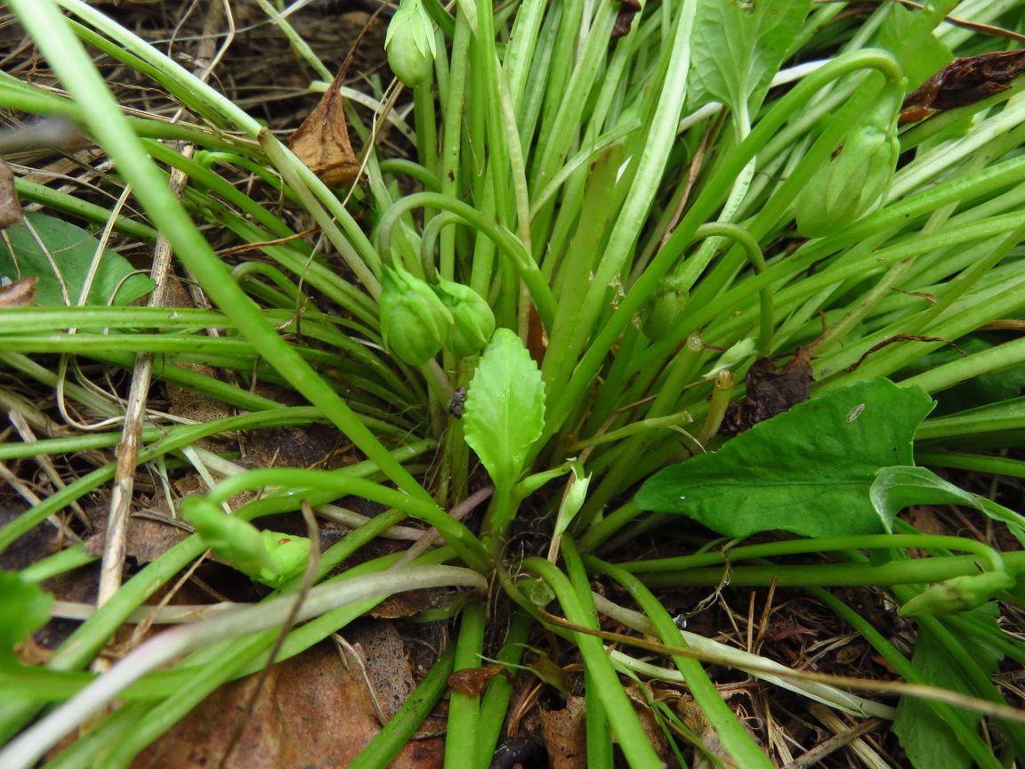 Изображение особи Viola jeniseensis.