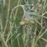 Gomphocarpus tomentosus