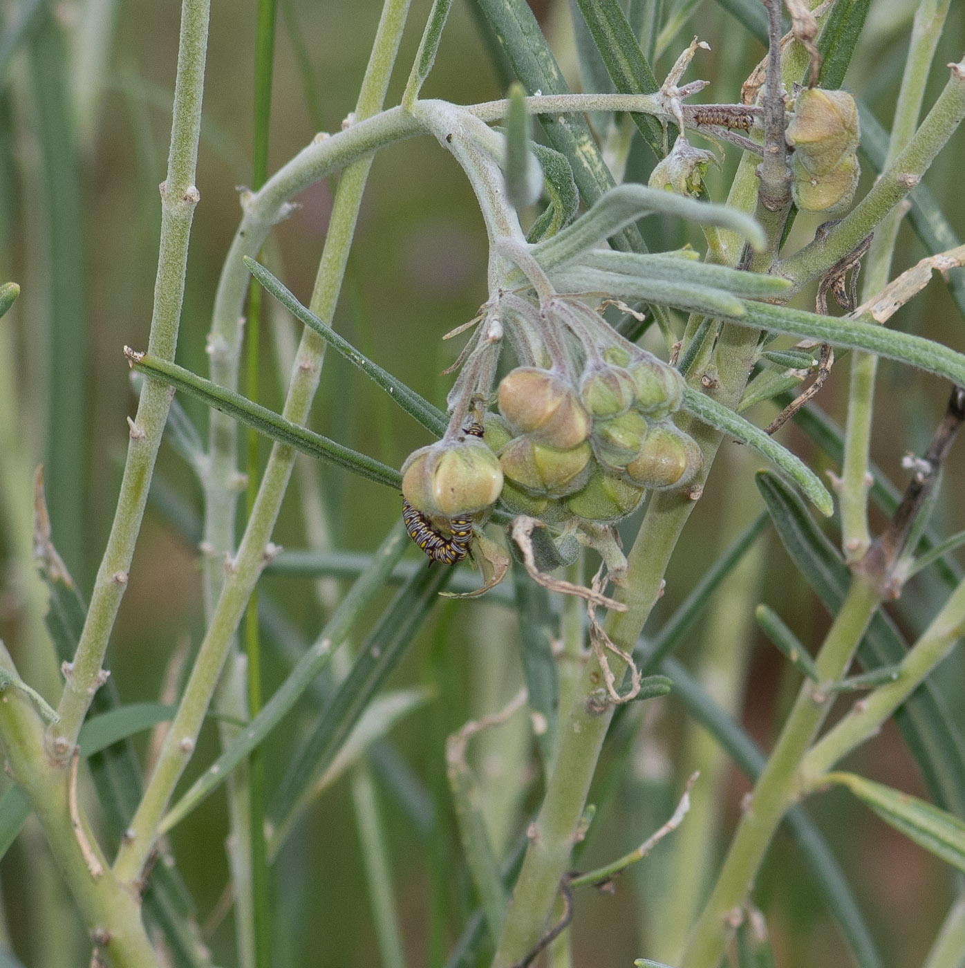 Изображение особи Gomphocarpus tomentosus.