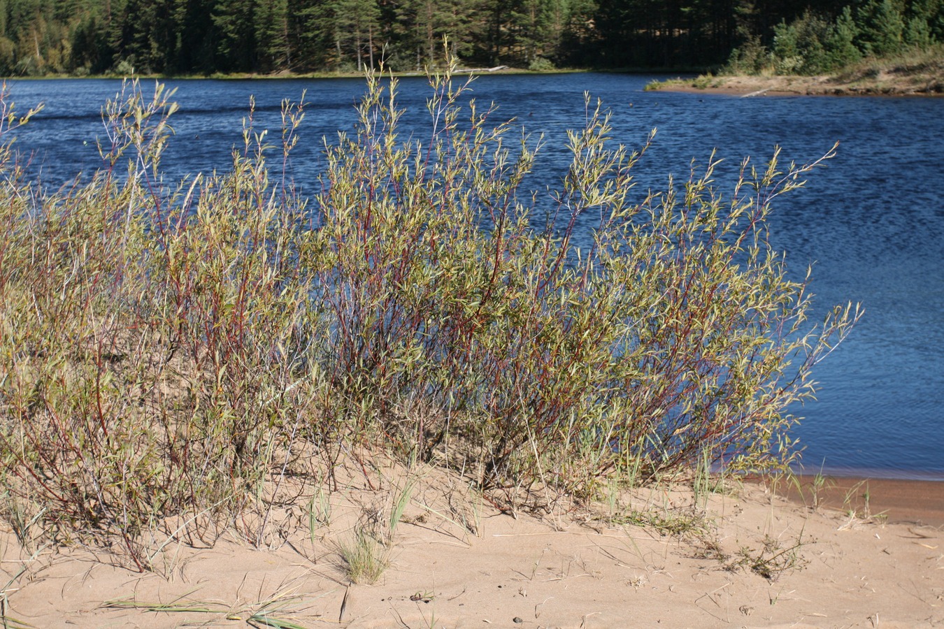 Image of Salix acutifolia specimen.