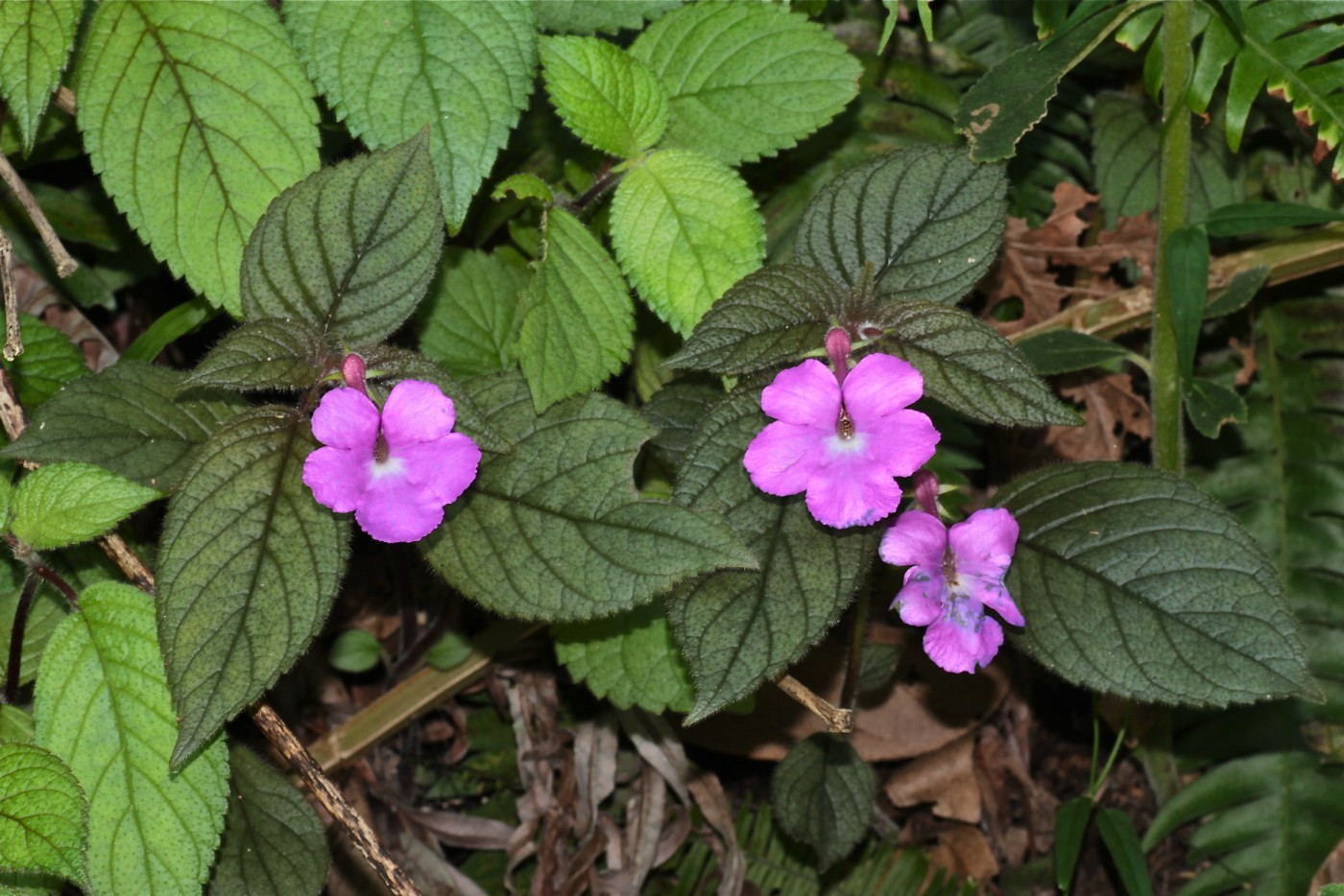 Image of Achimenes grandiflora specimen.