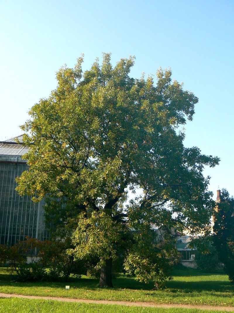 Изображение особи Quercus alba.