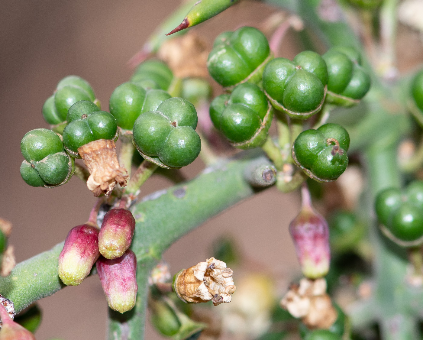 Image of Colletia spinosissima specimen.