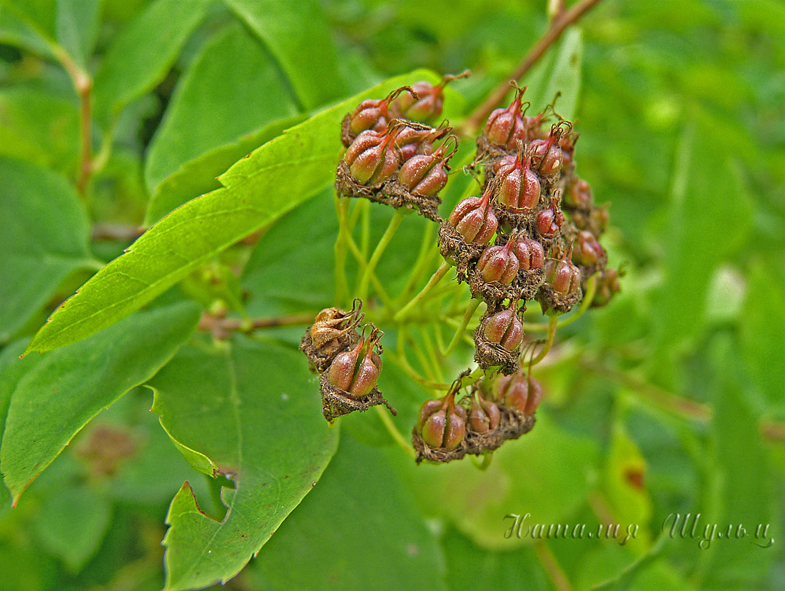 Image of Spiraea chamaedryfolia specimen.