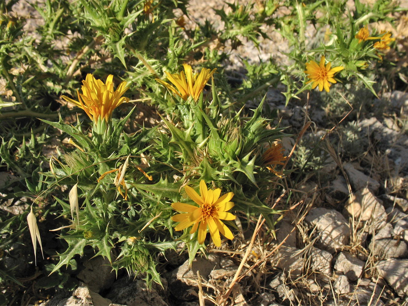 Изображение особи Scolymus hispanicus.