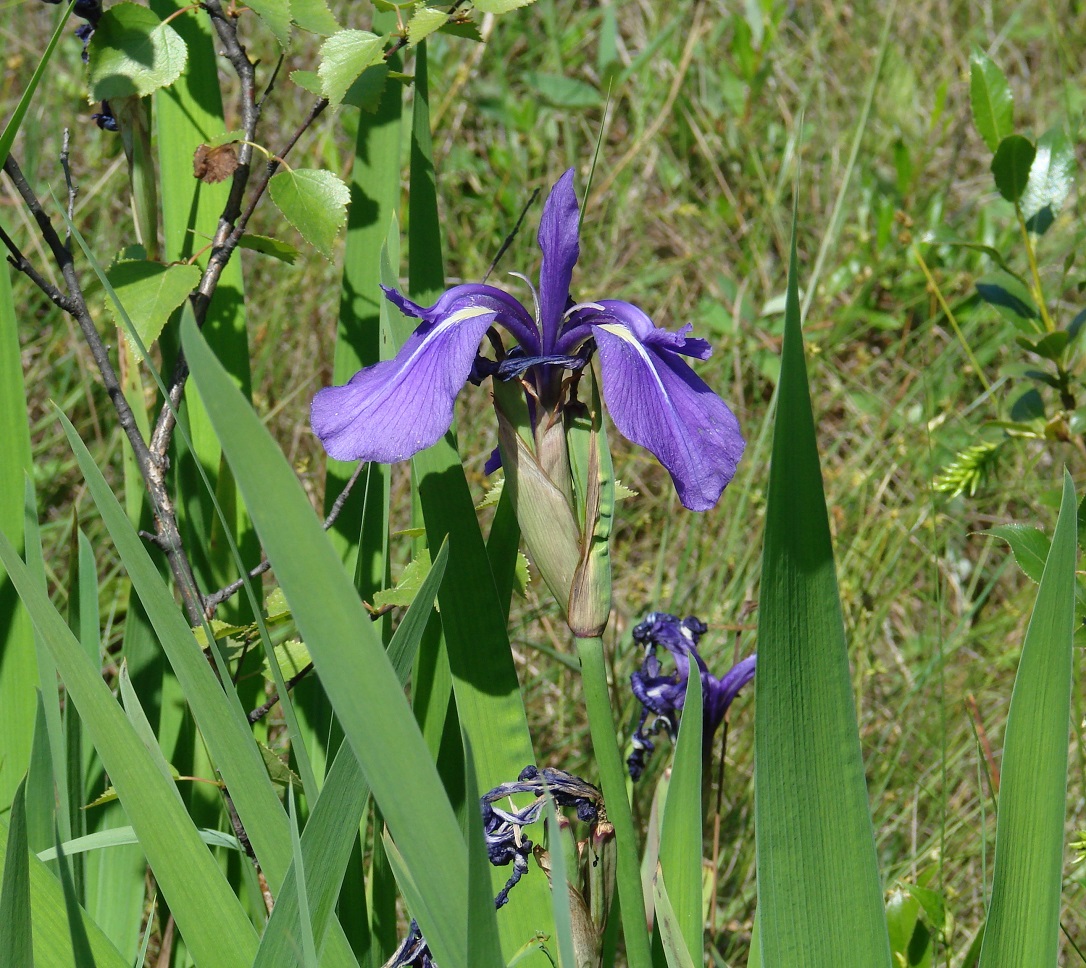 Изображение особи Iris laevigata.