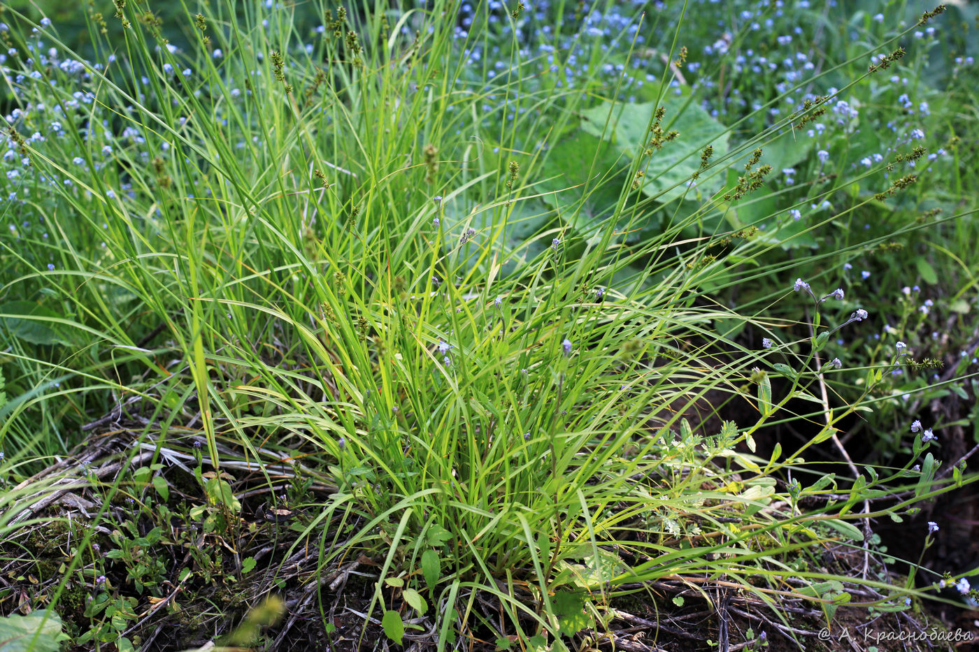 Изображение особи Carex muricata.